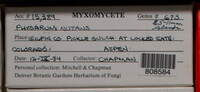 Physarum nutans image